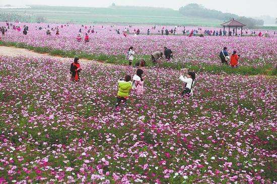 花卉行業市場調查